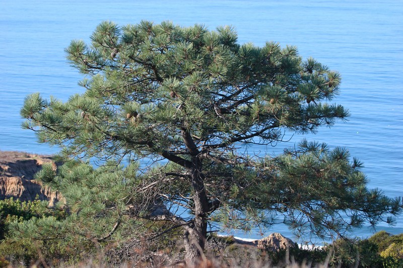 Torrey Pine photo 5