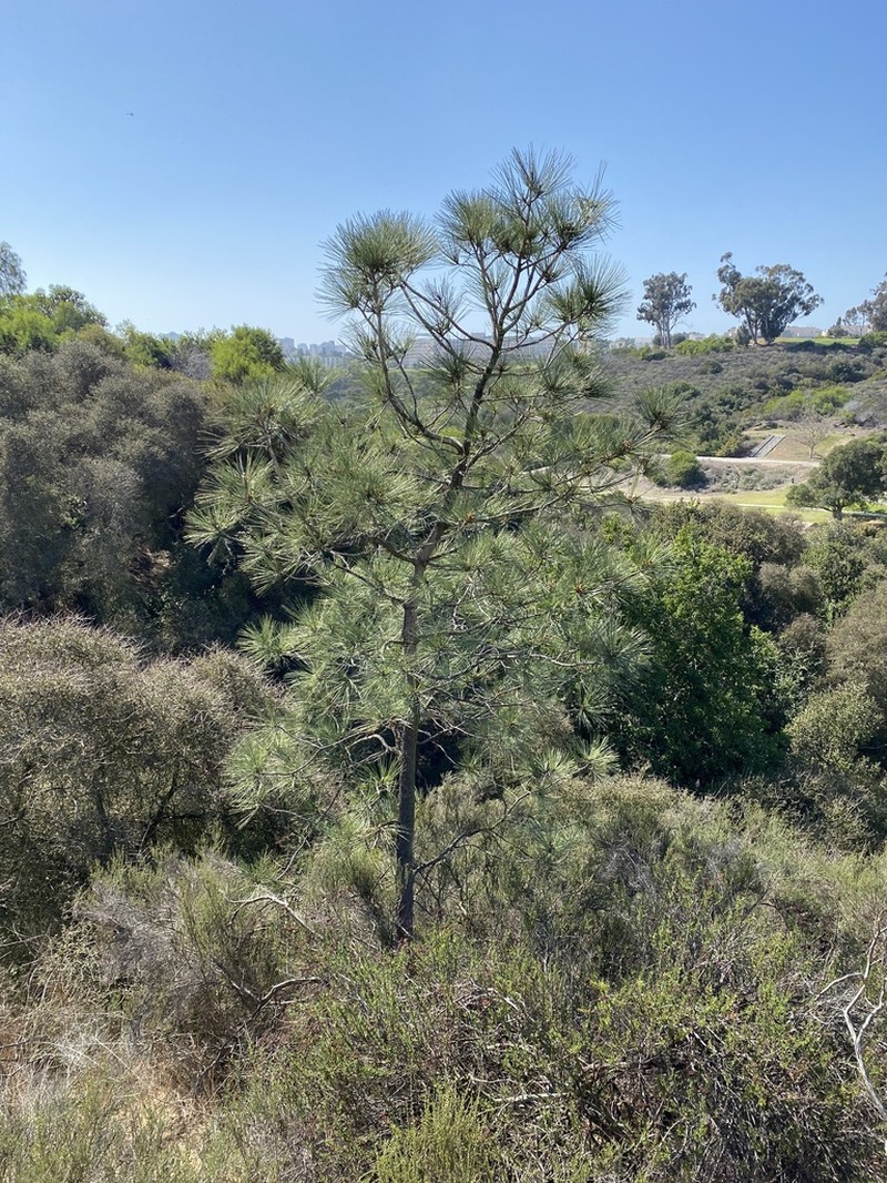 Torrey Pine photo 6