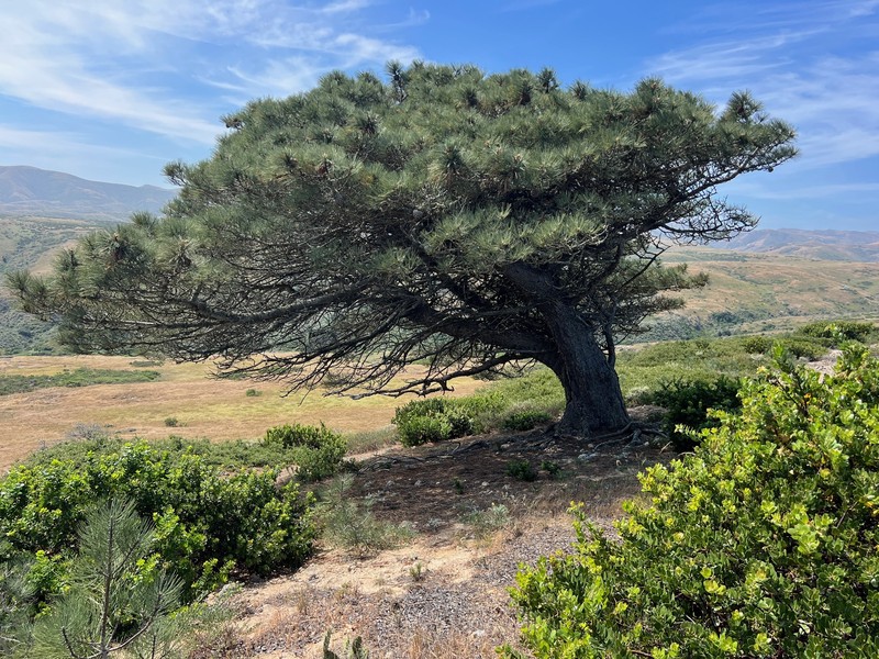 Pinus torreyana subsp. insularis