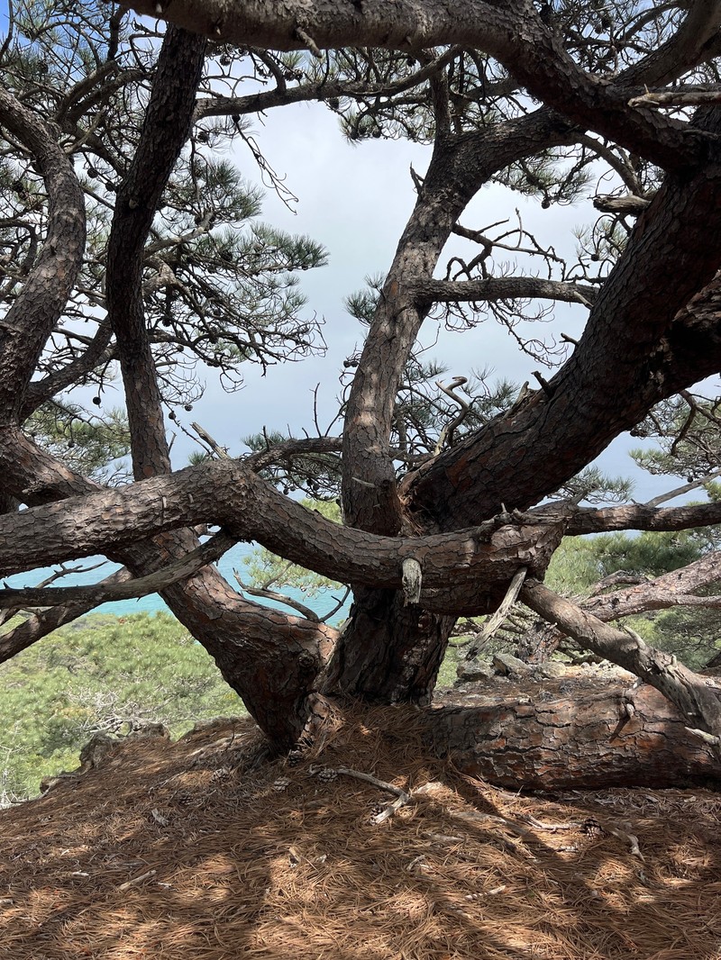 Pinus torreyana subsp. insularis photo 2