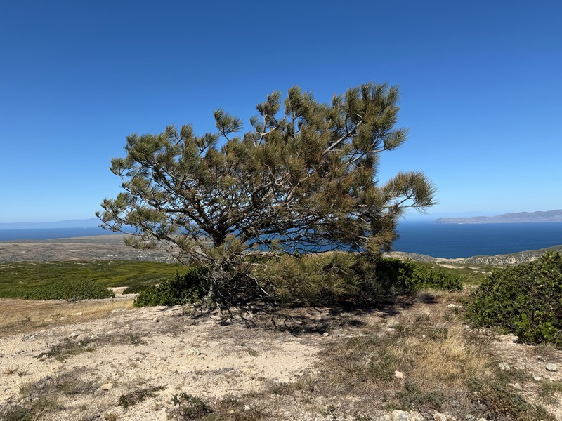Pinus torreyana subsp. insularis photo 3