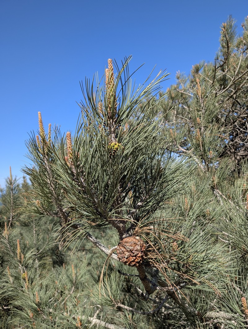 Pinus torreyana subsp. insularis photo 4