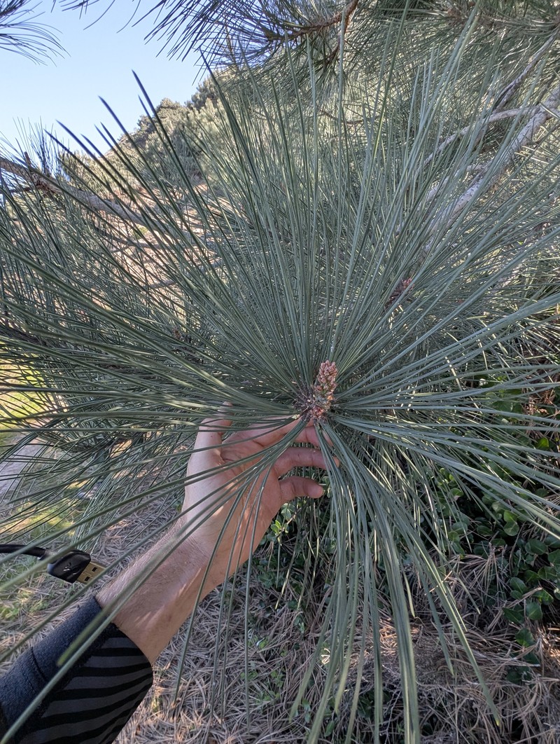 Pinus torreyana subsp. insularis photo 5