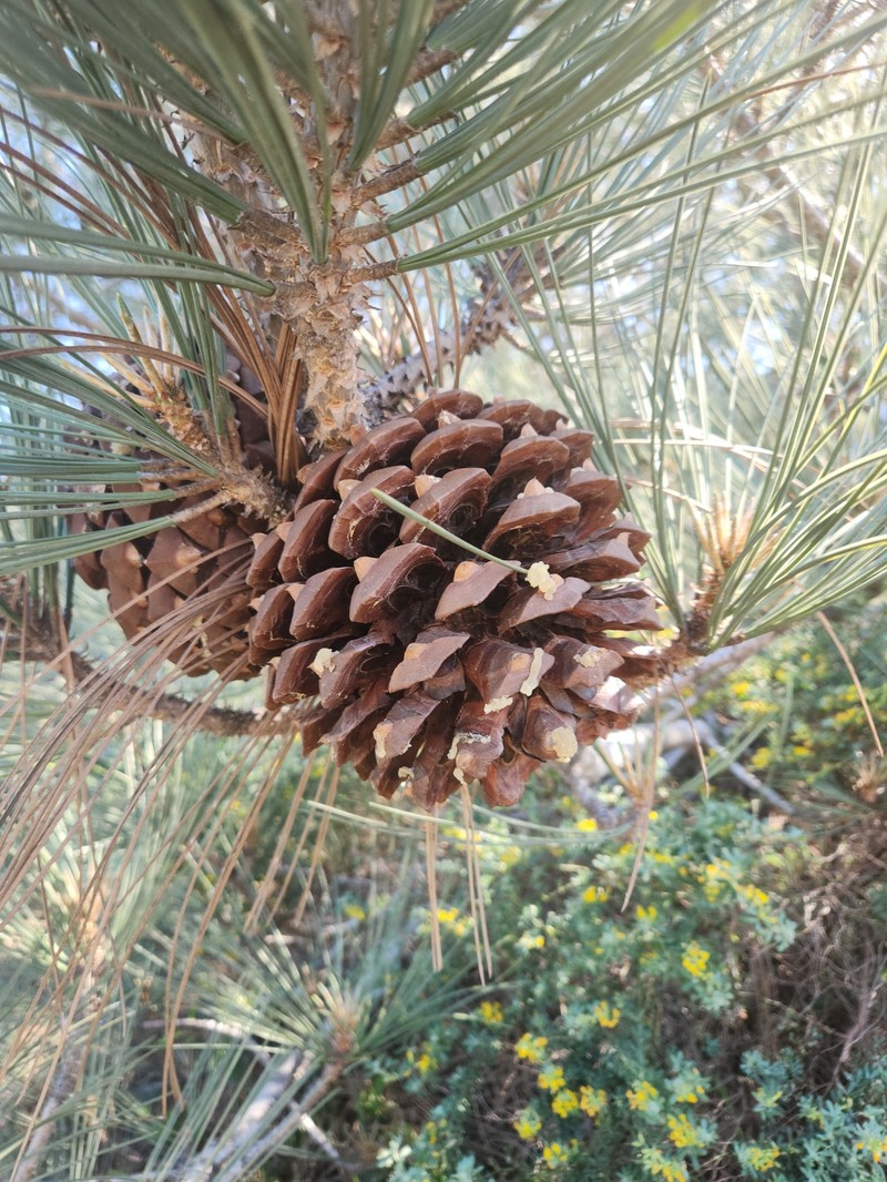 Pinus torreyana subsp. insularis photo 6