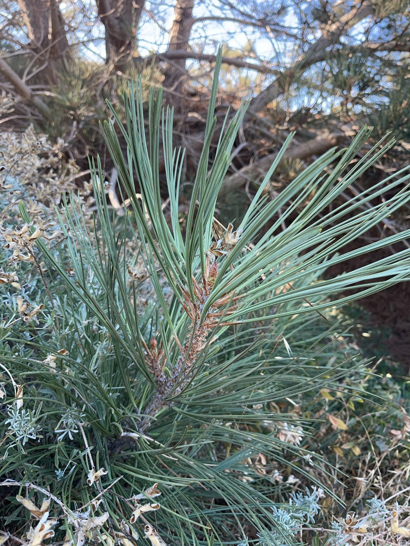 Pinus torreyana subsp. insularis photo 7