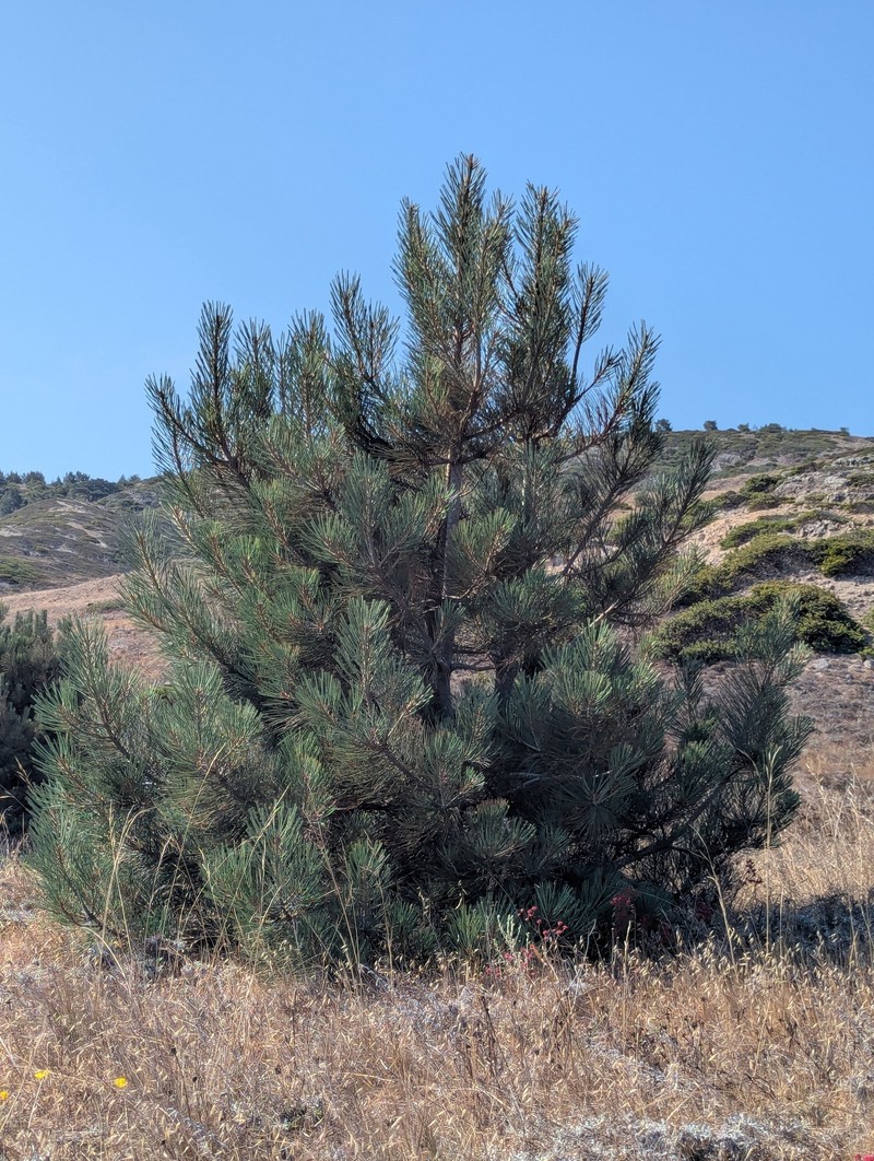 Pinus torreyana subsp. insularis photo 8