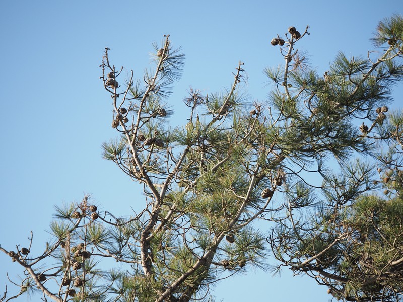 Pinus torreyana subsp. torreyana photo 2