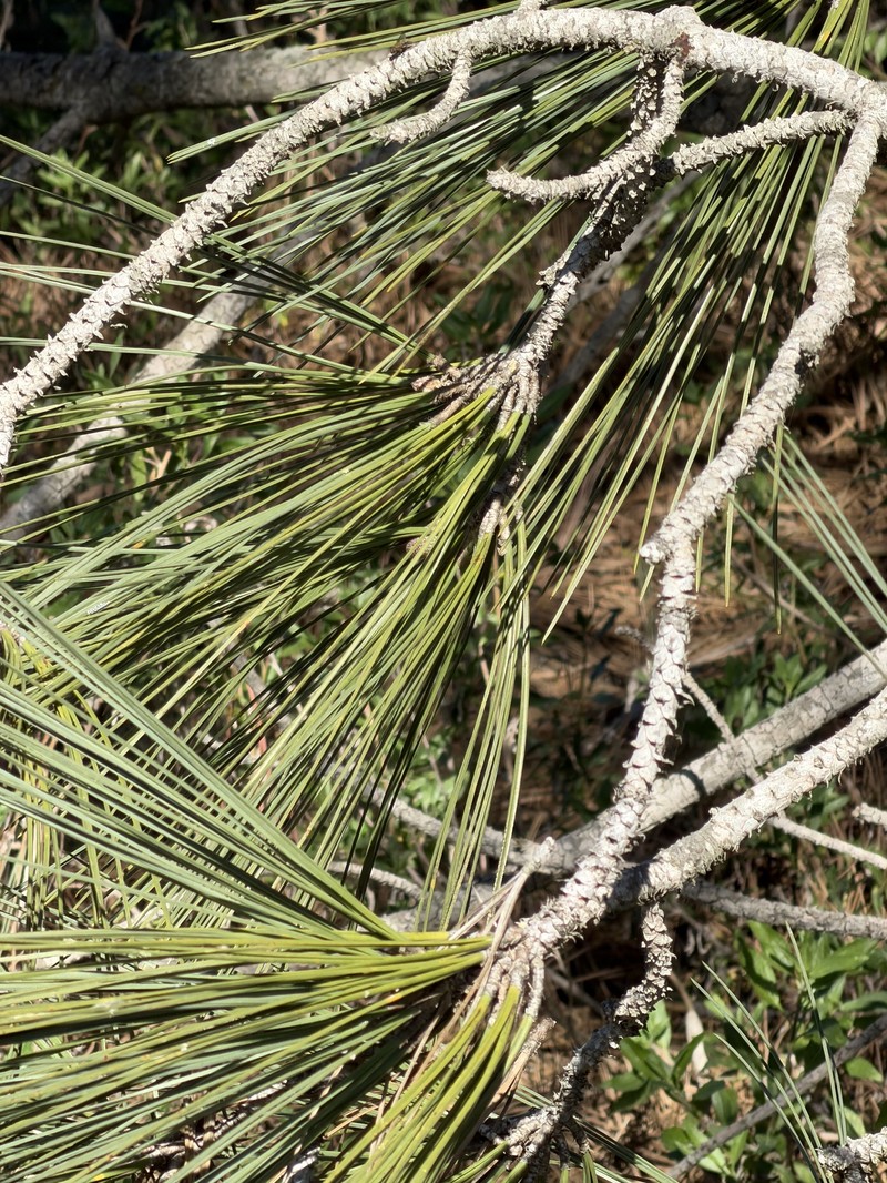 Pinus torreyana subsp. torreyana photo 3