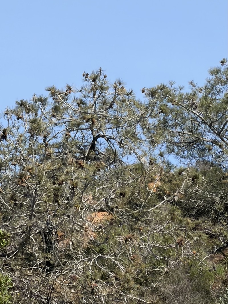 Pinus torreyana subsp. torreyana photo 4