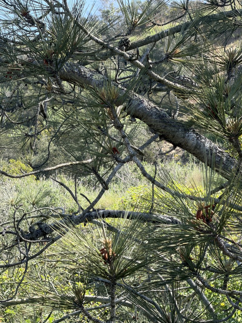 Pinus torreyana subsp. torreyana photo 5