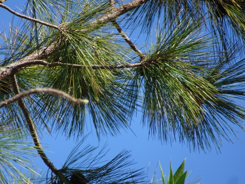 Pinus tropicalis photo 2