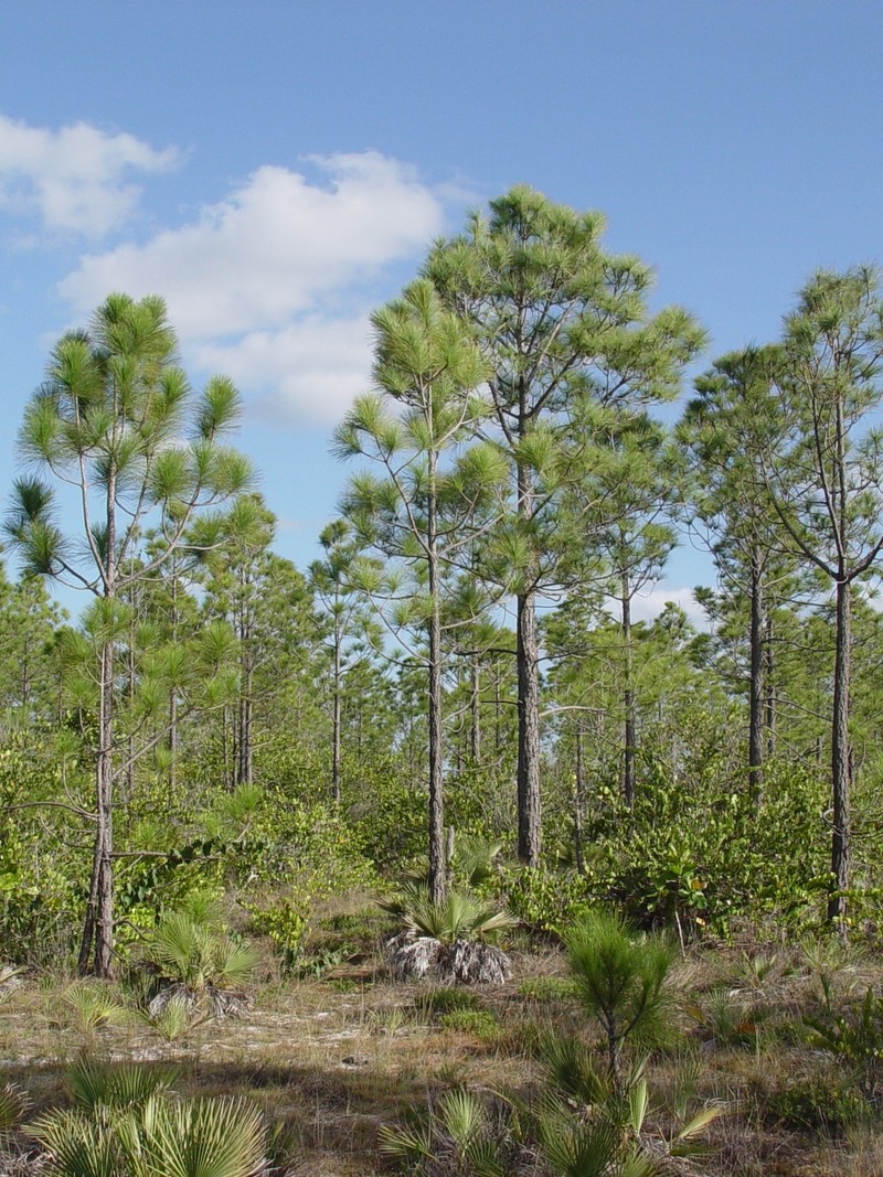 Pinus tropicalis photo 4