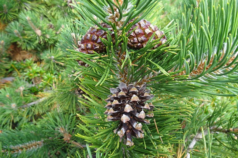 Mountain Pine photo 2