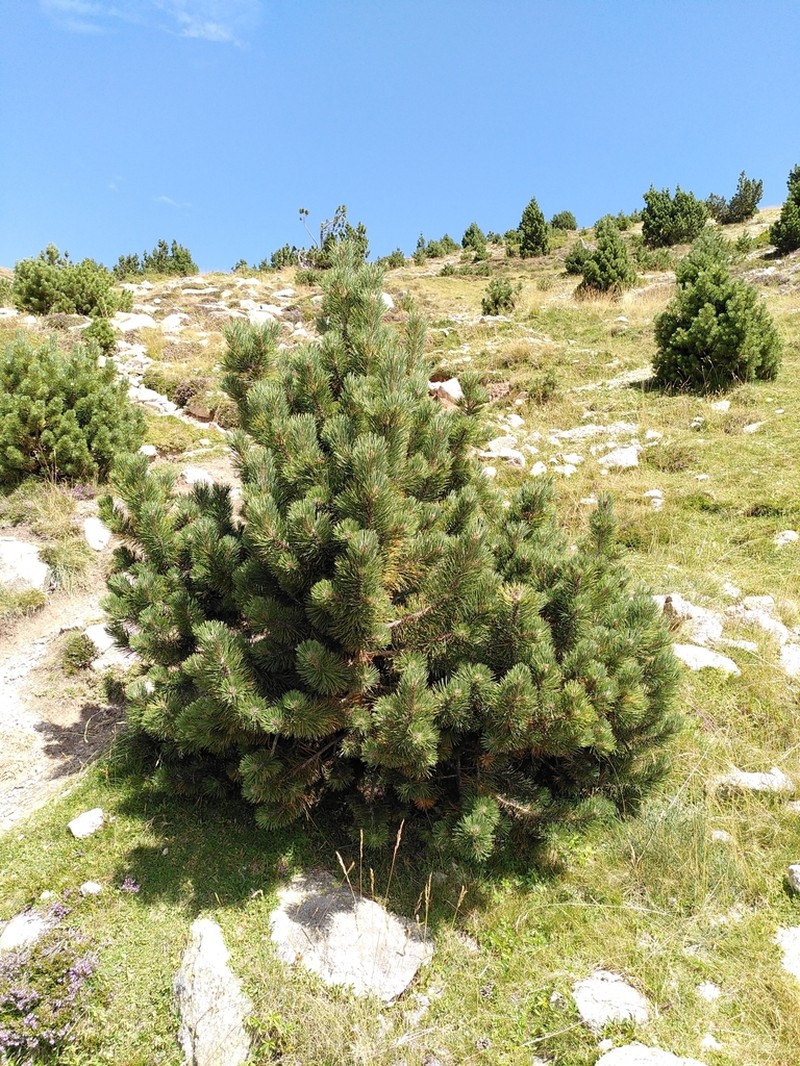 Mountain Pine photo 3
