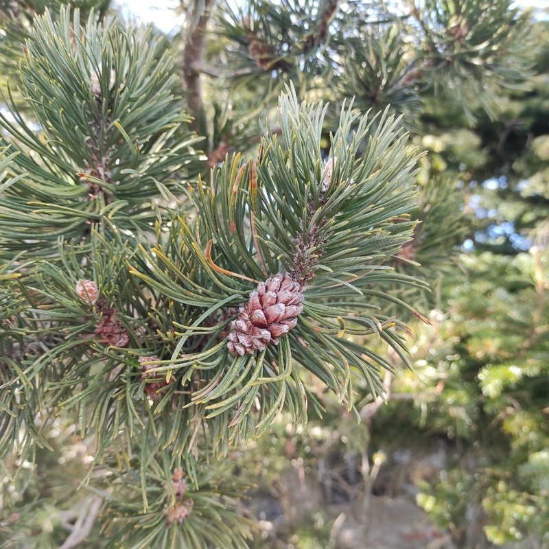 Mountain Pine photo 4