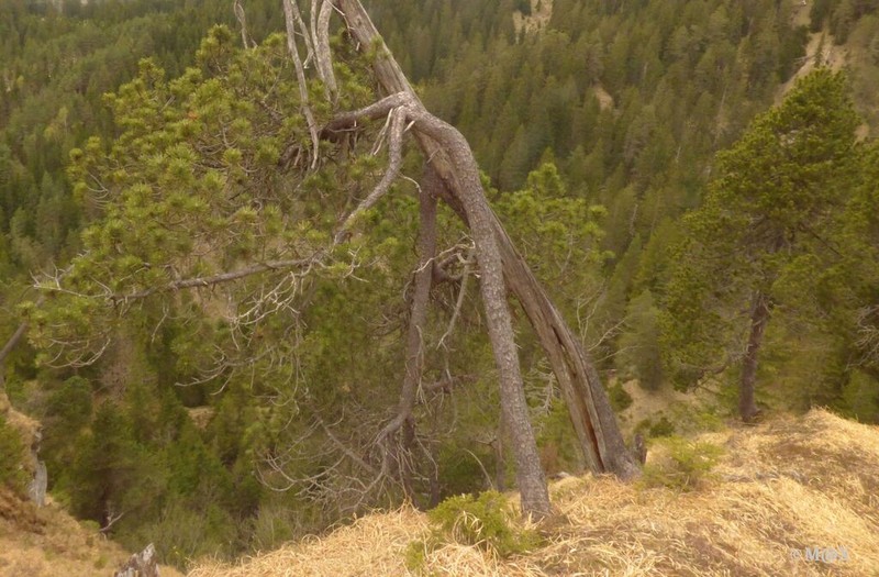 Mountain Pine photo 5