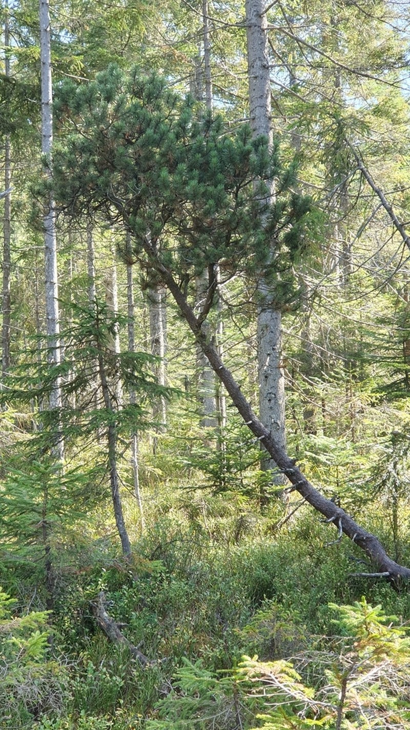 Mountain Pine photo 6
