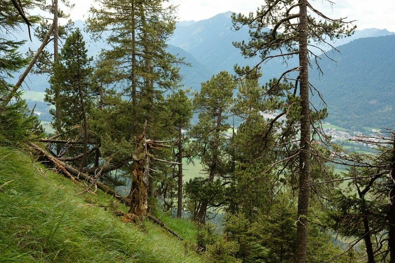Mountain Pine photo 7