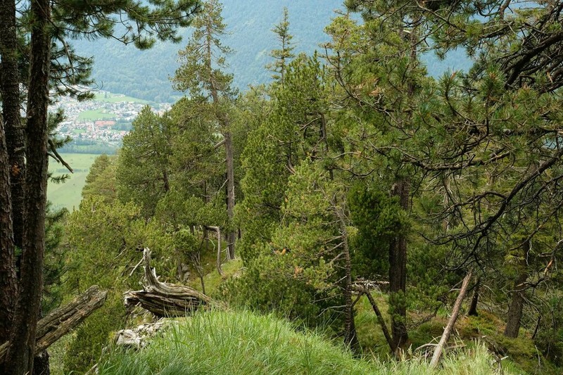 Mountain Pine photo 8