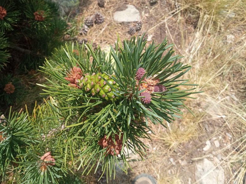 Mountain Pine