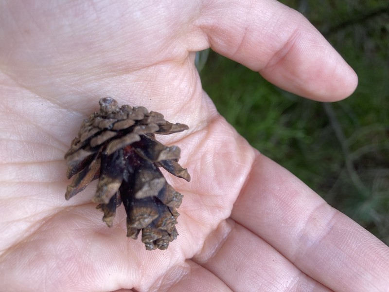 Pinus uncinata subsp. uliginosa