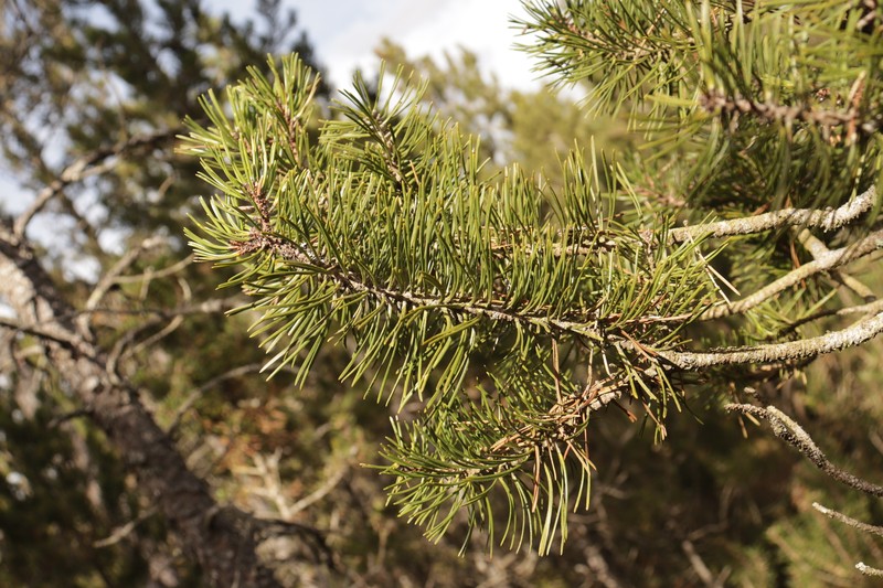 Pinus uncinata subsp. uliginosa photo 2