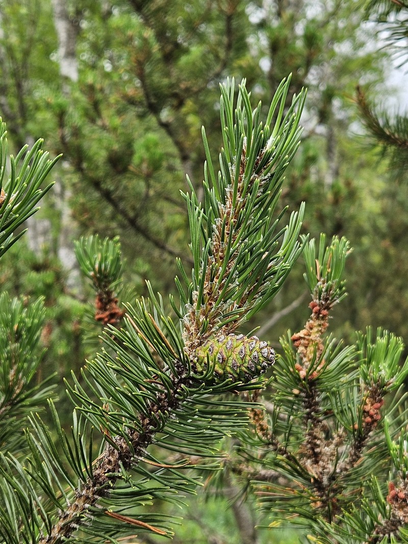 Pinus uncinata subsp. uliginosa photo 3
