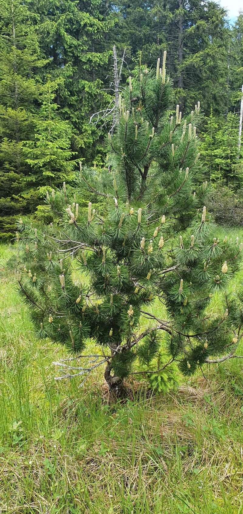 Pinus uncinata subsp. uliginosa photo 4