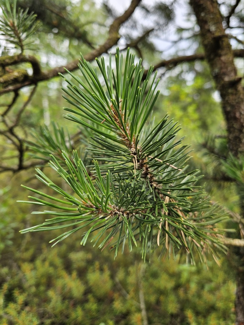 Pinus uncinata subsp. uliginosa photo 5