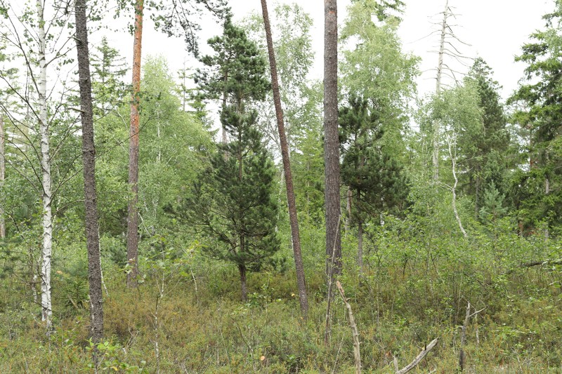 Pinus uncinata subsp. uliginosa photo 6