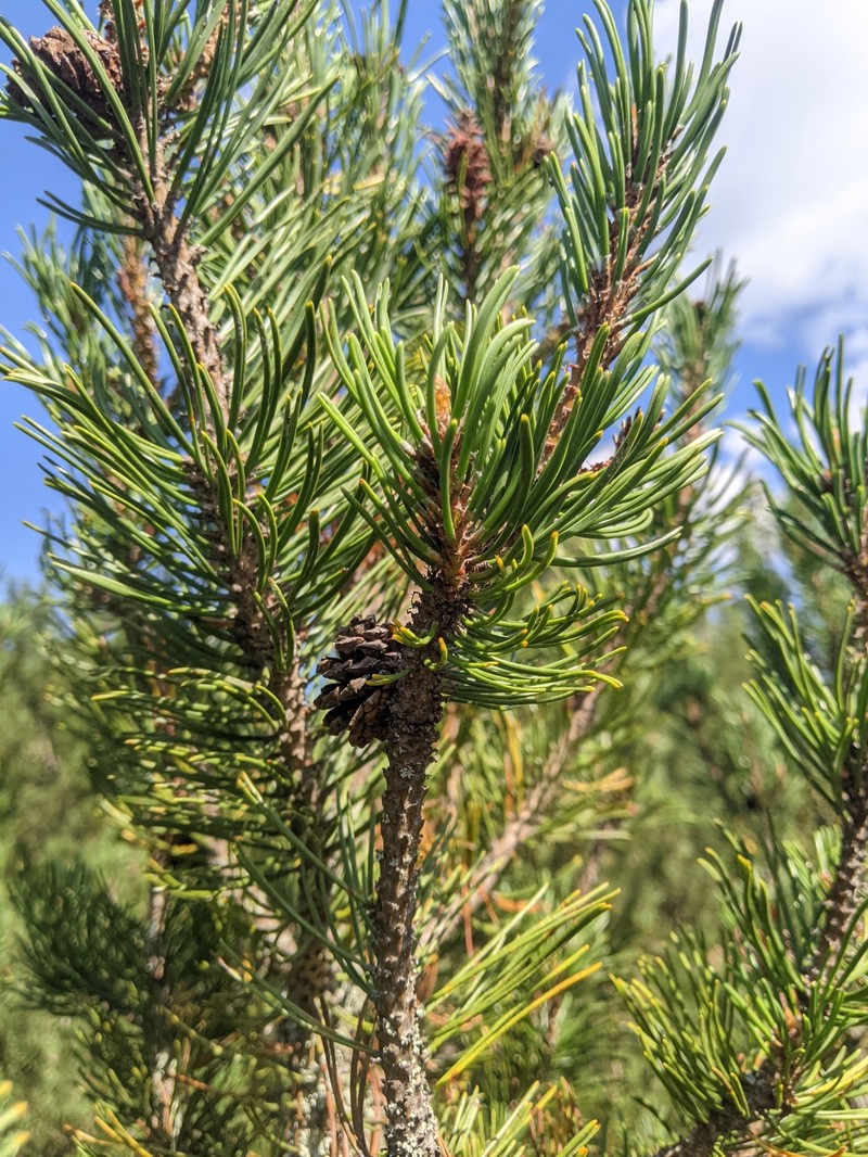 Pinus uncinata subsp. uliginosa photo 7