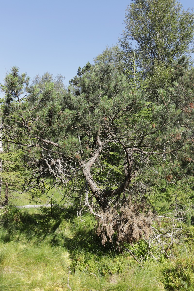 Pinus uncinata subsp. uliginosa photo 8