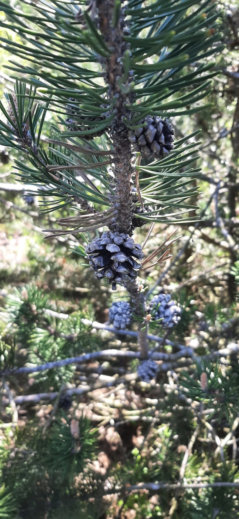Pinus uncinata subsp. uncinata photo 2