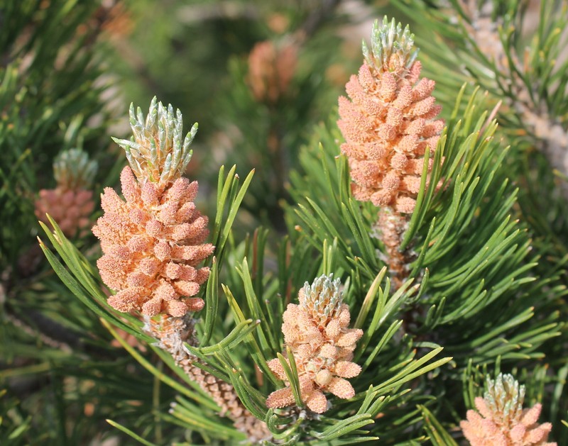Pinus uncinata subsp. uncinata photo 3