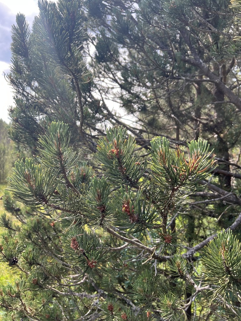 Pinus uncinata subsp. uncinata photo 4