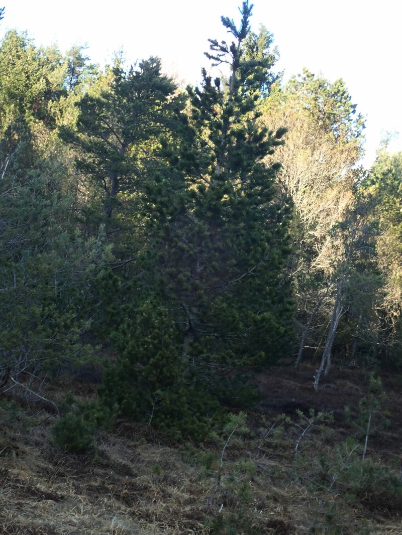 Pinus uncinata subsp. uncinata photo 5