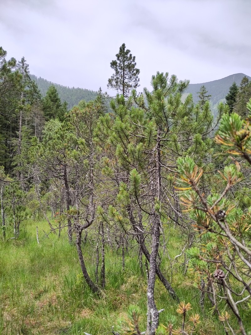 Pinus uncinata subsp. uncinata photo 6