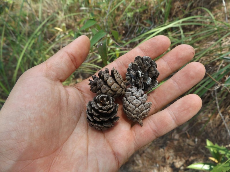 Pinus vallartensis photo 2