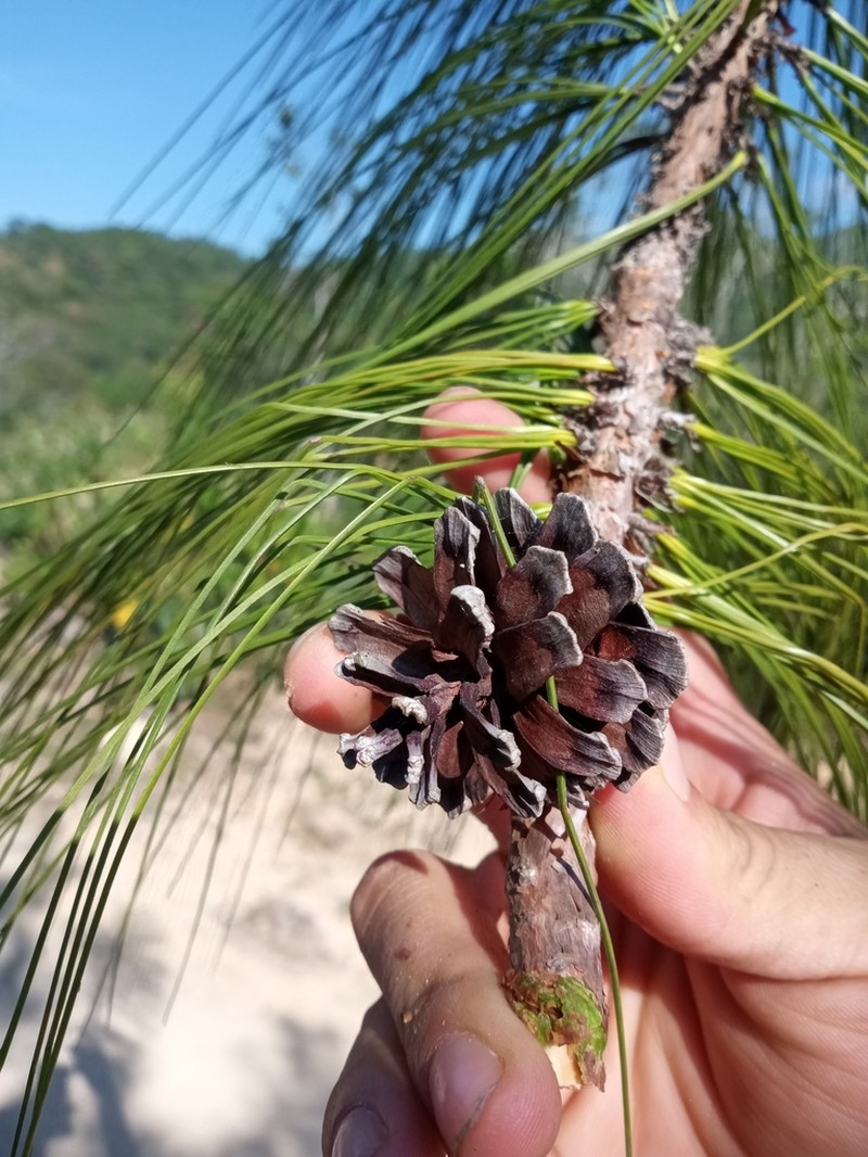 Pinus vallartensis photo 3