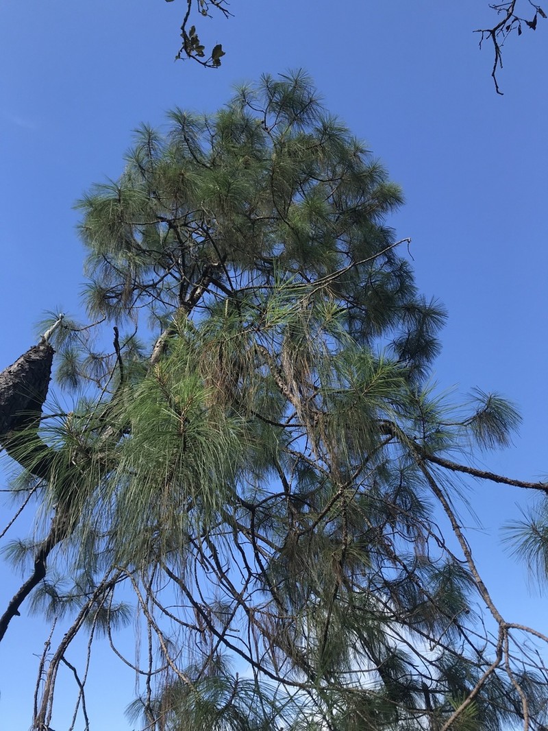 Pinus vallartensis photo 4
