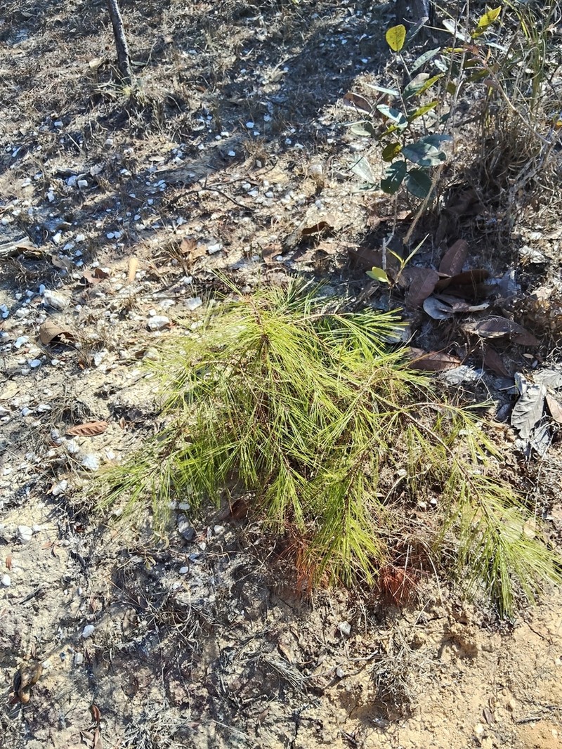 Pinus vallartensis photo 5