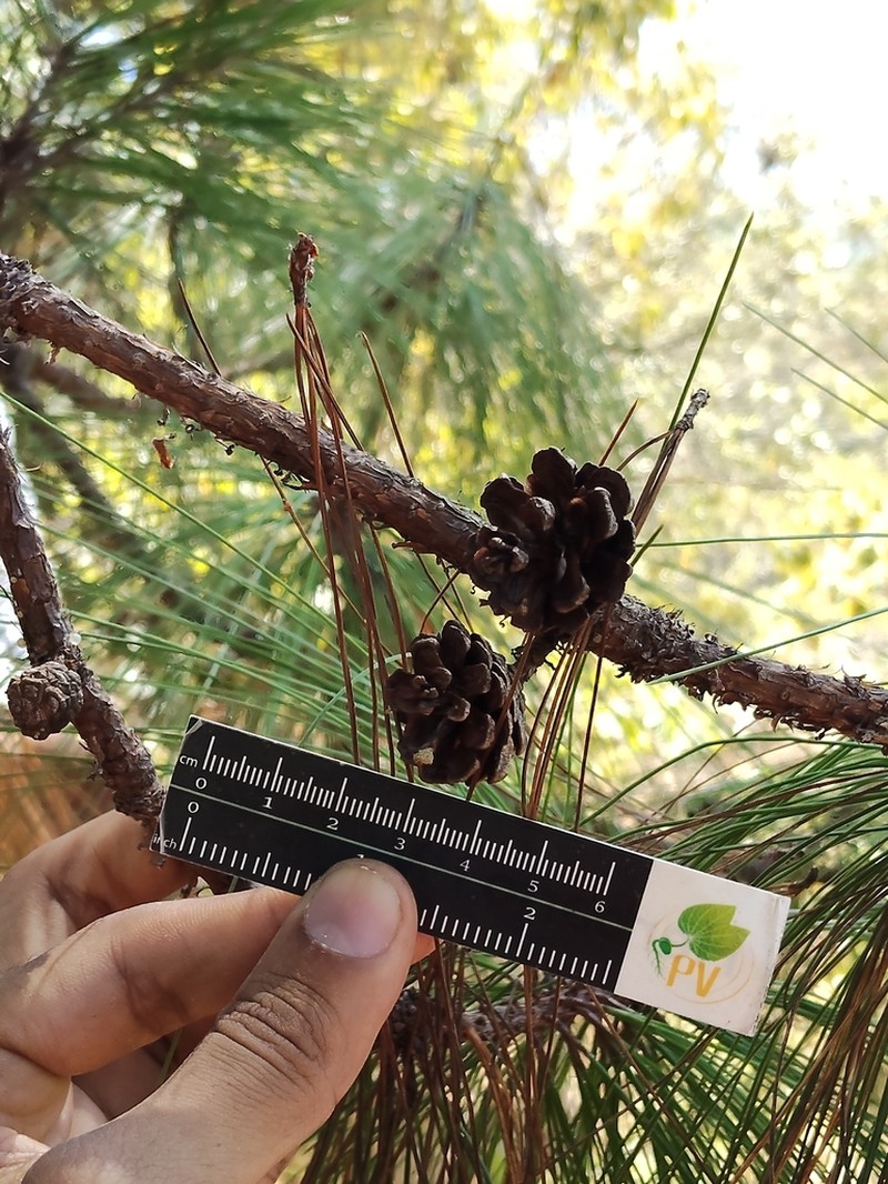 Pinus vallartensis photo 6