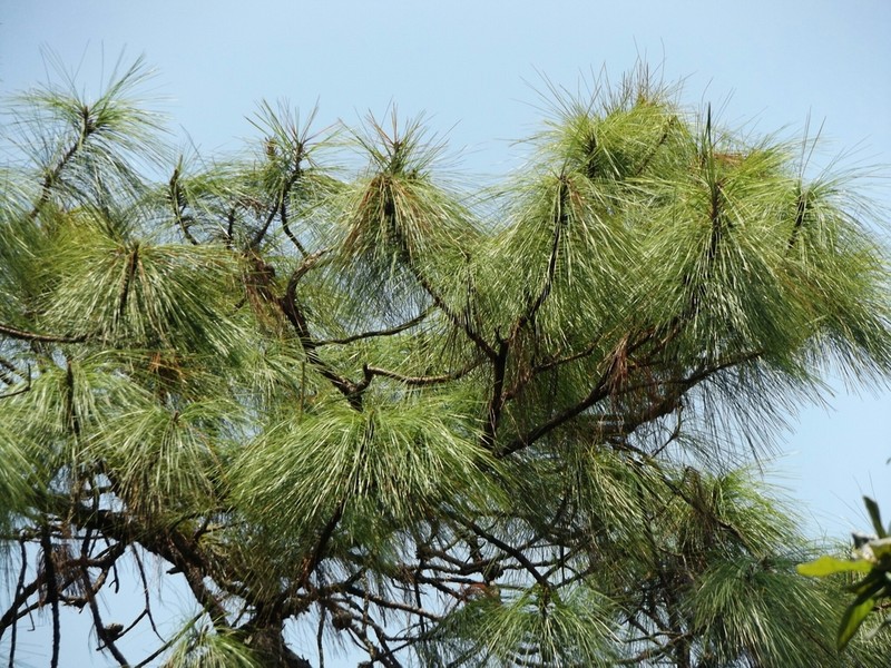 Pinus vallartensis photo 7