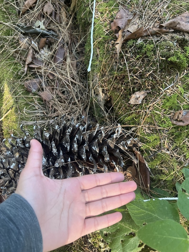 Pinus veitchii