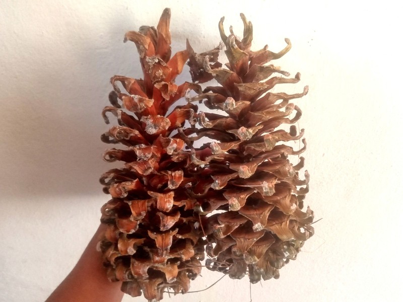 Pinus veitchii photo 2