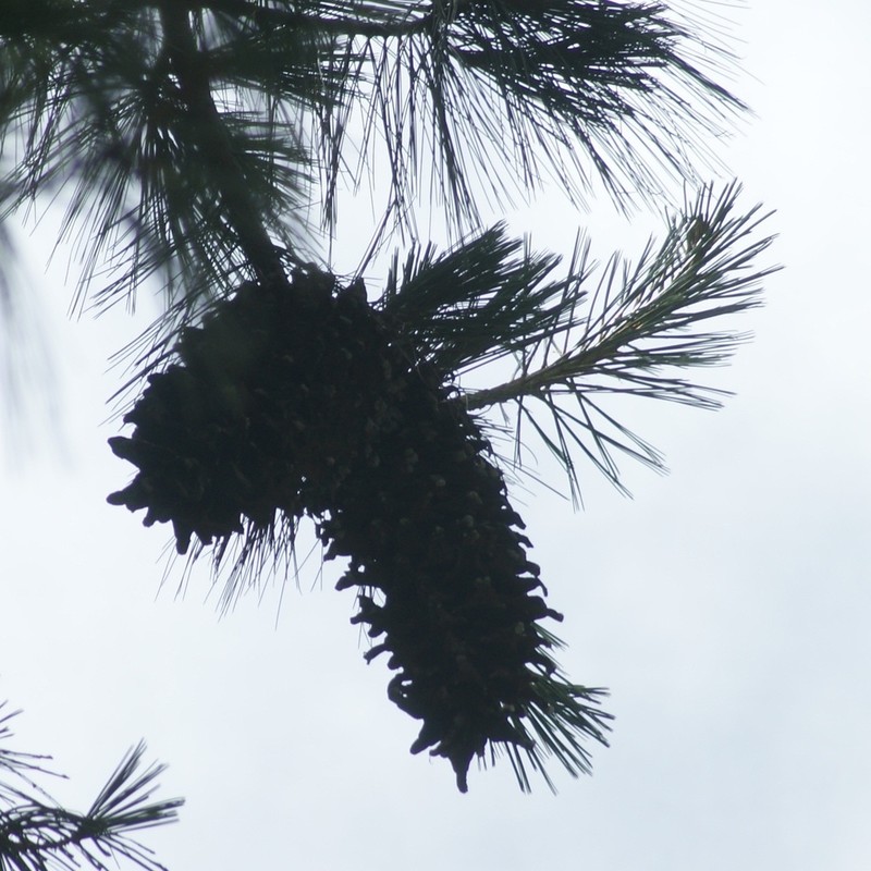 Pinus veitchii photo 3