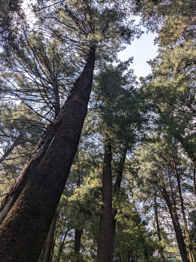 Pinus veitchii photo 4