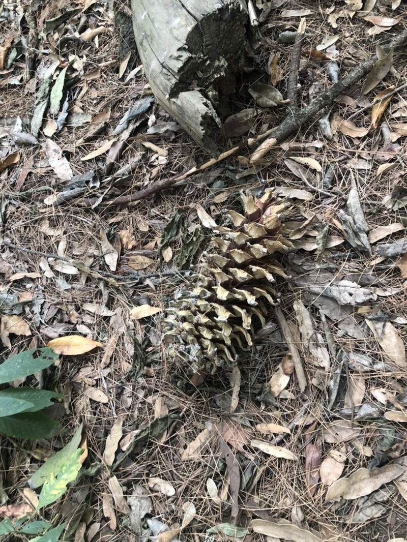 Pinus veitchii photo 6