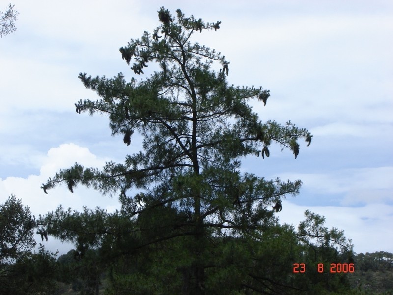Pinus veitchii photo 7