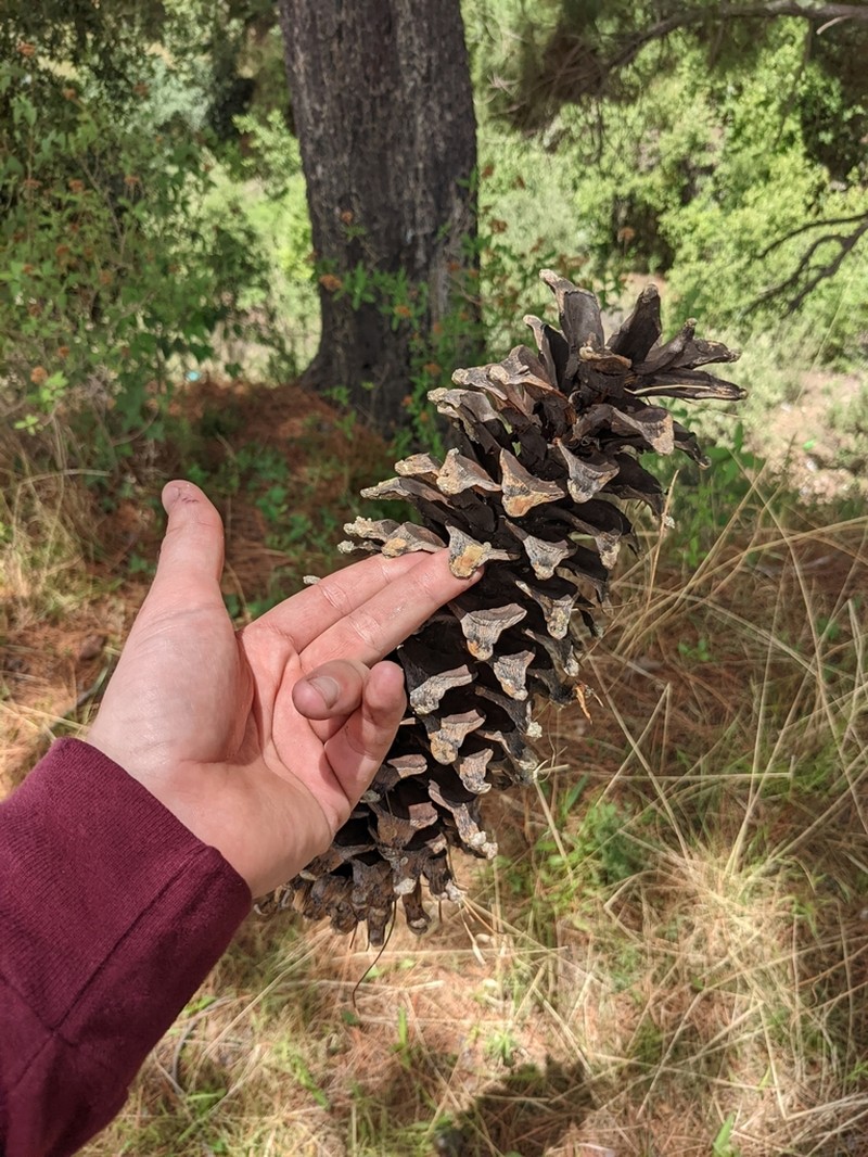 Pinus veitchii photo 8
